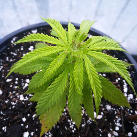 Dance World growlog timeline photo