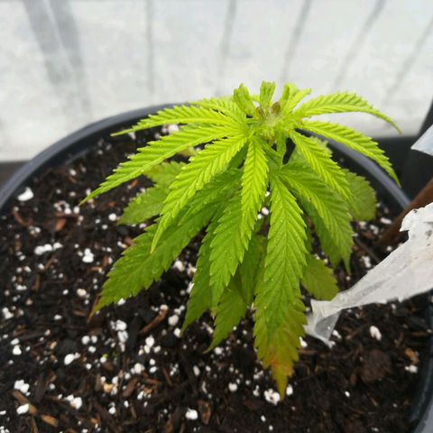 Dance World growlog timeline photo