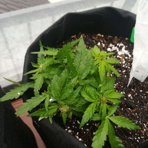 Royal AK Automatic growlog timeline photo