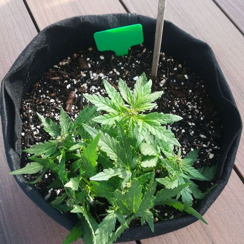 Royal AK Automatic growlog timeline photo