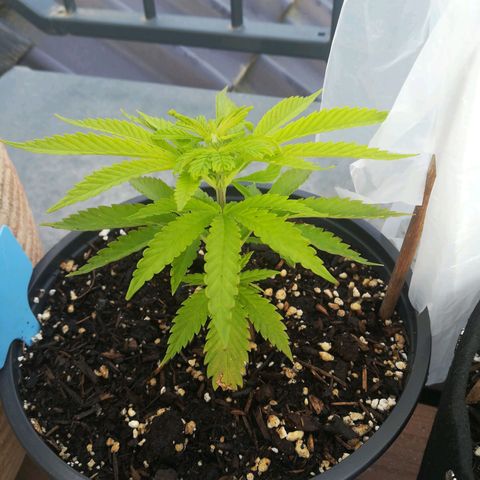 Dance World growlog timeline photo