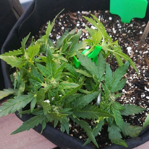 Royal AK Automatic growlog timeline photo