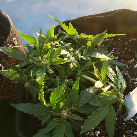 Royal AK Automatic growlog timeline photo