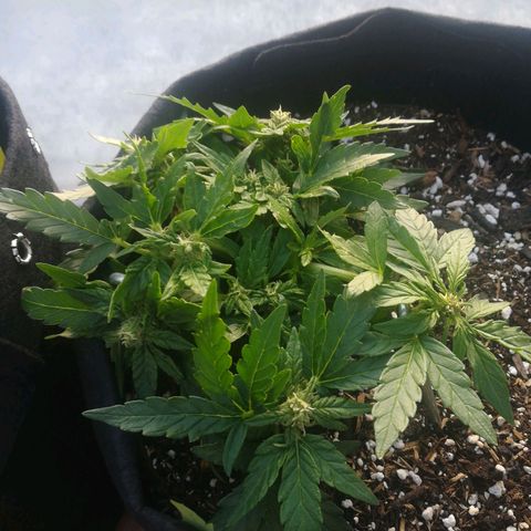 Royal AK Automatic growlog timeline photo
