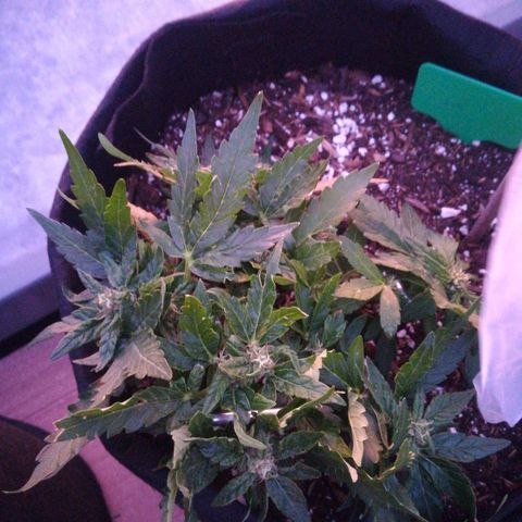 Royal AK Automatic growlog timeline photo