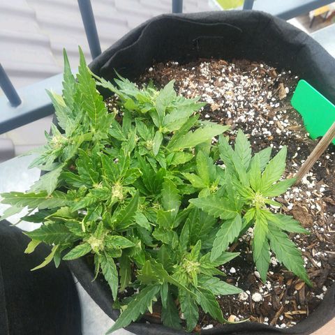 Royal AK Automatic growlog timeline photo