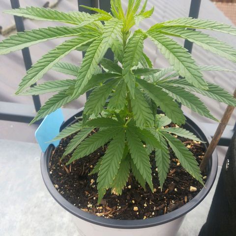 Dance World growlog timeline photo