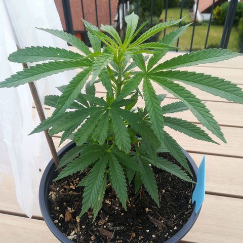Dance World growlog timeline photo