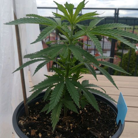 Dance World growlog timeline photo