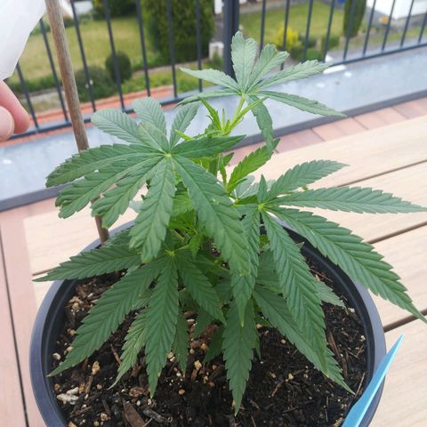 Dance World growlog timeline photo