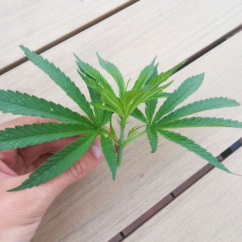 Dance World growlog timeline photo