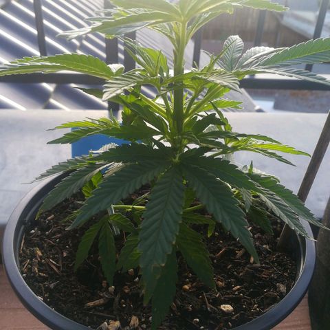 Dance World growlog timeline photo