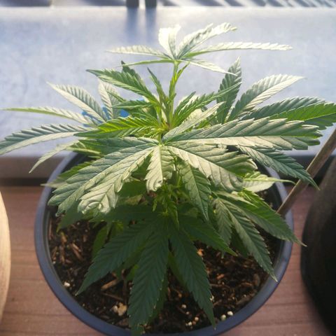 Dance World growlog timeline photo