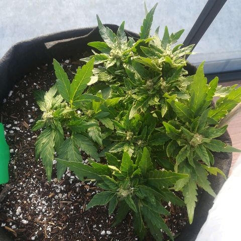 Royal AK Automatic growlog timeline photo