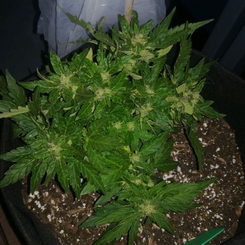 Royal AK Automatic growlog timeline photo