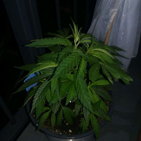 Dance World growlog timeline photo