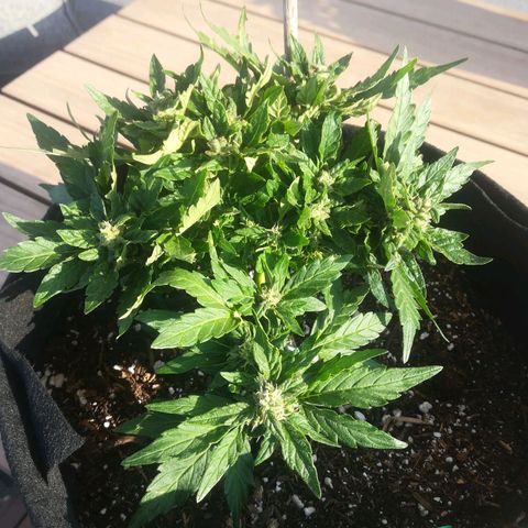 Royal AK Automatic growlog timeline photo