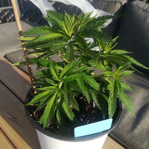 Dance World growlog timeline photo