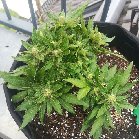 Royal AK Automatic growlog timeline photo