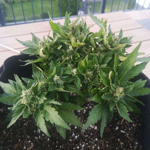 Royal AK Automatic growlog timeline photo