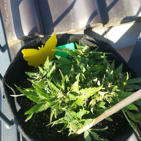 Royal AK Automatic growlog timeline photo