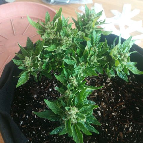 Royal AK Automatic growlog timeline photo