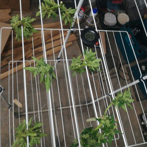 Royal AK Automatic growlog timeline photo