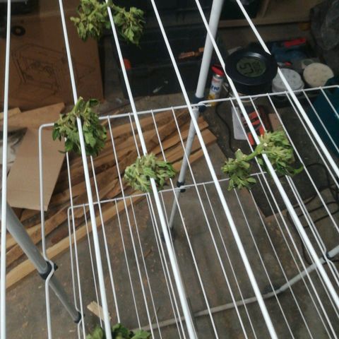 Royal AK Automatic growlog timeline photo