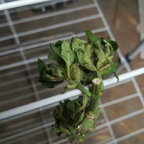 Royal AK Automatic growlog timeline photo