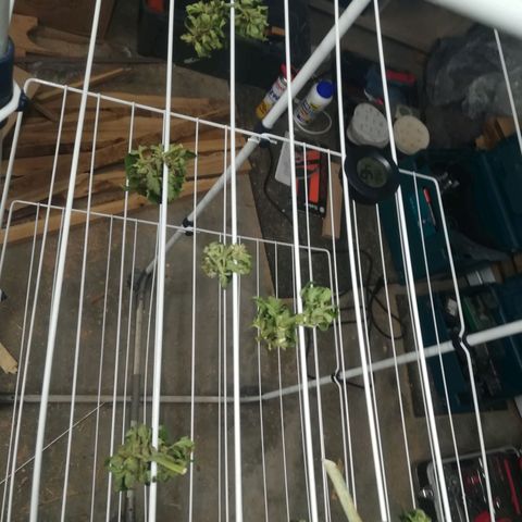 Royal AK Automatic growlog timeline photo