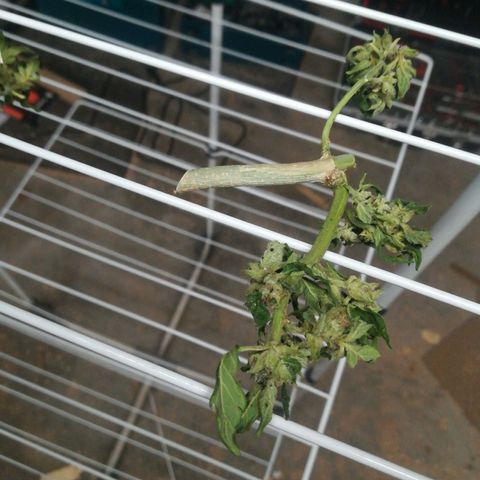 Royal AK Automatic growlog timeline photo