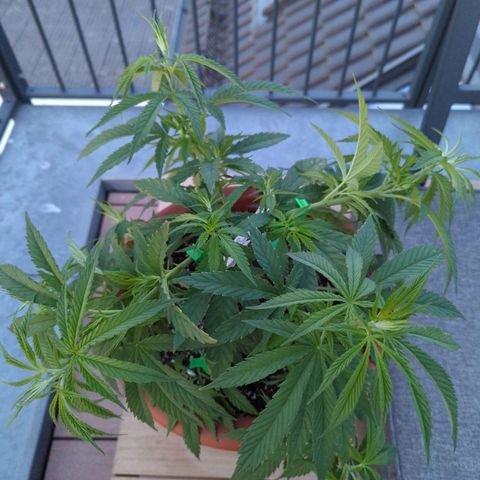 Dance World growlog timeline photo