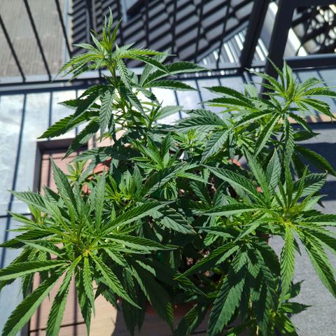 Dance World growlog timeline photo