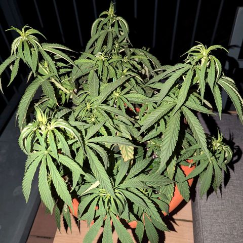 Dance World growlog timeline photo