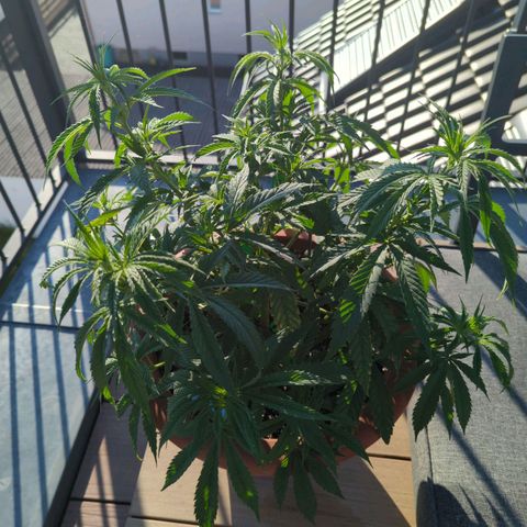 Dance World growlog timeline photo