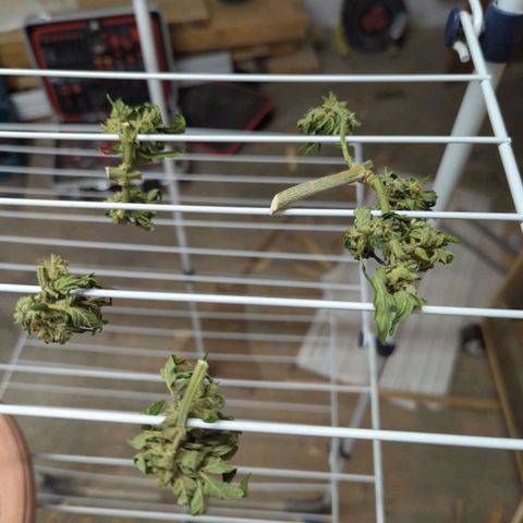 Royal AK Automatic growlog timeline photo