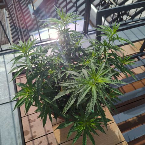 Dance World growlog timeline photo