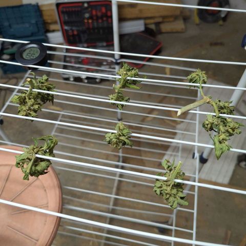 Royal AK Automatic growlog timeline photo