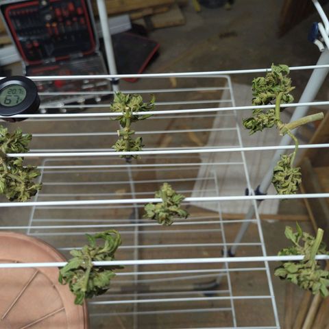 Royal AK Automatic growlog timeline photo