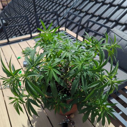 Dance World growlog timeline photo