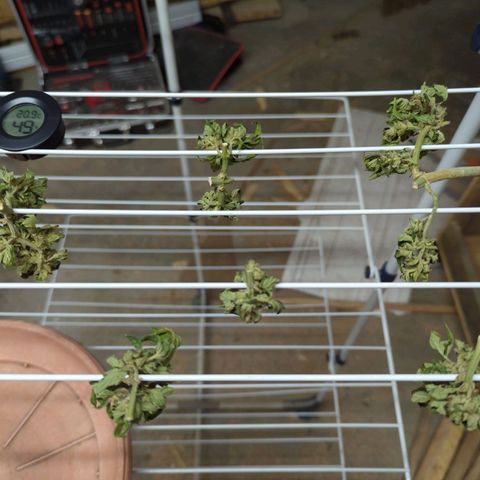 Royal AK Automatic growlog timeline photo