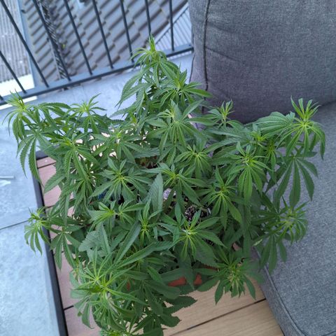 Dance World growlog timeline photo