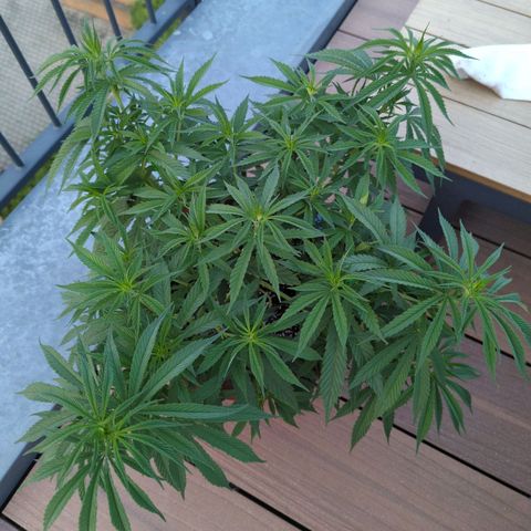 Dance World growlog timeline photo