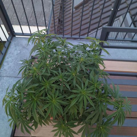 Dance World growlog timeline photo