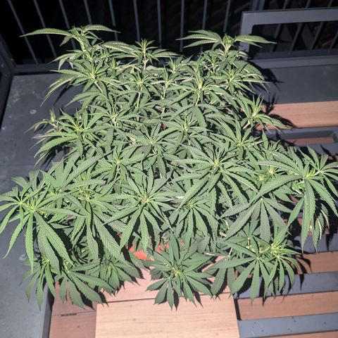 Dance World growlog timeline photo