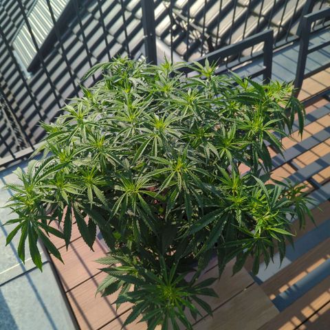 Dance World growlog timeline photo