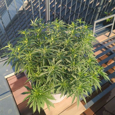 Dance World growlog timeline photo