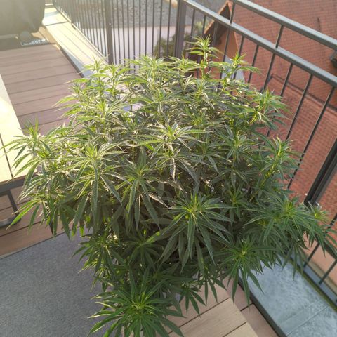 Dance World growlog timeline photo