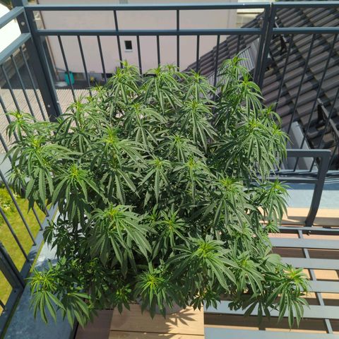 Dance World growlog timeline photo