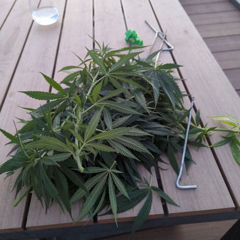 Dance World growlog timeline photo